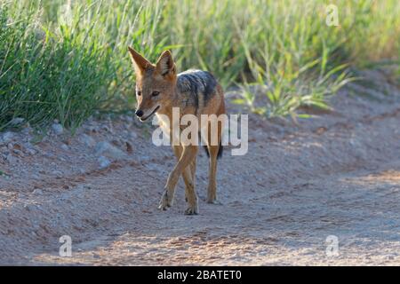 Sciacalli neri (Canis mesomelas), adulto, camminando sulla strada sterrata, luce del mattino, Parco transfrontaliero di Kgalagadi, Capo Nord, Sud Africa Foto Stock