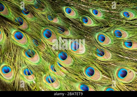 Penne di Pavone Foto Stock