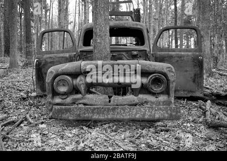 Vecchio camion arrugginito abbandonato con un albero che cresce attraverso il vano motore Foto Stock