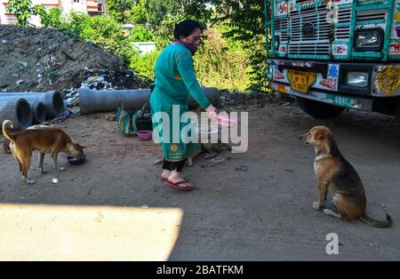 Kolkata, India. 29 marzo 2020. Juthika Dutta, un amante degli animali sta dando cibo ai cani da strada durante questo periodo di blocco (foto di Sudipta Das/Pacific Press) Credit: Pacific Press Agency/Alamy Live News Foto Stock