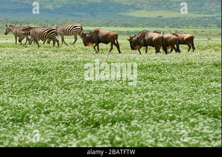 Zebre e pascoli di un'opera di pascolo sulle pianure di Oldupai, in piena fioritura e bianca, in Tanzania Foto Stock