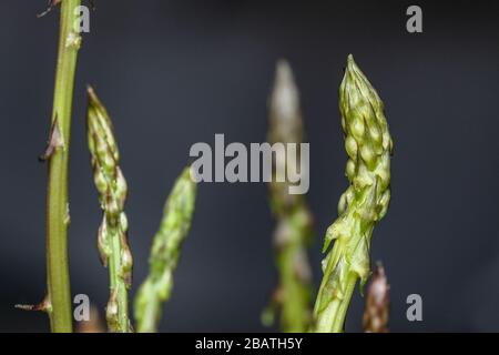 Asparagi italiani selvatici isolati su sfondo scuro sfocato, cibo sano genuino Foto Stock