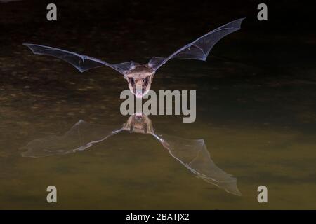 Pallid bat (Antrozous pallidus), giugno, Amado, Arizona, USA, di Dominique Braud/Dembinsky Photo Assoc Foto Stock