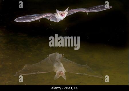 Pallid bat (Antrozous pallidus), giugno, Amado, Arizona, USA, di Dominique Braud/Dembinsky Photo Assoc Foto Stock