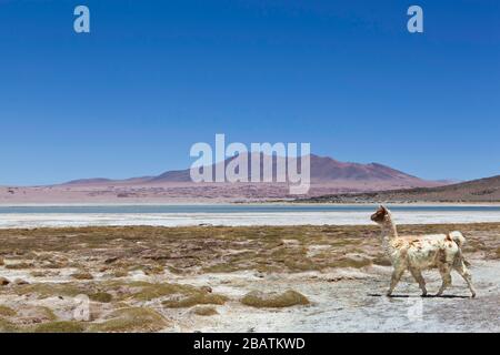 Una lama punteggia attraverso il Salar de Tara a 4800 m (15.750 piedi) nelle Ande Montagne, deserto Atacama, Antofagasta, Cile, Sud America, colore Foto Stock