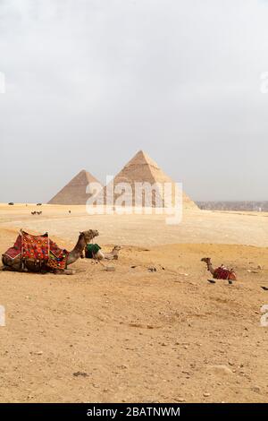 I cammelli si siedono all'altopiano di Giza al Cairo, Egitto. Sullo sfondo si trovano le grandi piramidi di Giza. Foto Stock