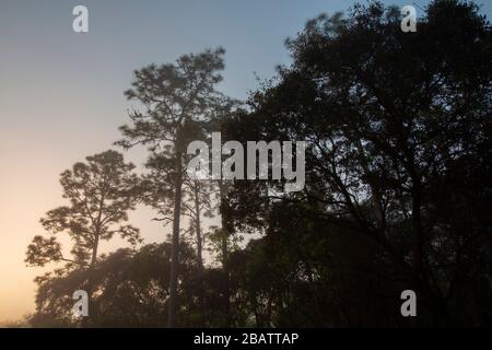 Alba in una pineta nella Florida centro-settentrionale Foto Stock