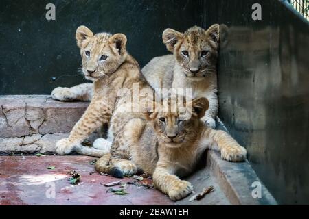 Tre cuccioli di leone africano (Panthera leo) nel Centro educativo per la fauna selvatica dell'Uganda, Entebbe, Uganda Foto Stock