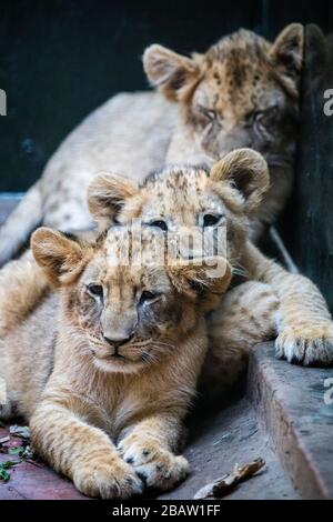 Tre cuccioli di leone africano (Panthera leo) nel Centro educativo per la fauna selvatica dell'Uganda, Entebbe, Uganda Foto Stock