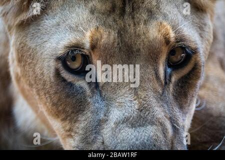 Primo piano di un leone africano (panthera leo) nel Centro educativo per la fauna selvatica dell'Uganda, Entebbe, Uganda Foto Stock