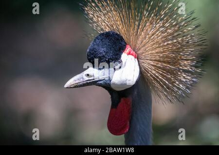 Ritratto di gru a crestata (Balearia regolorum gibbericeps), Uganda Foto Stock