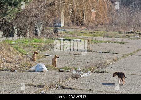 L'ex parcheggio di una fabbrica abbandonata e un gruppo di piccoli cuccioli che qualcuno ha lasciato dietro. Foto Stock