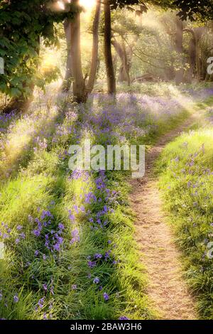 Sentiero boschivo Bluebell all'alba. Alba sole che arriva attraverso gli alberi con sentiero forestale che conduce in lontananza Foto Stock