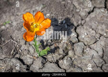 Campi di tulipani multicolore vicino a un villaggio in primavera. Berkmeer, Koggenland, Olanda del Nord, Paesi Bassi, Europa. Foto Stock