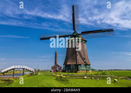 Mulino a vento De Kaagmolen di fronte tulipani multicolore (comune di OPmeer, Olanda del Nord, Paesi Bassi) Foto Stock