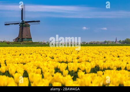 Mulino a vento De Kaagmolen di fronte tulipani multicolore (comune di OPmeer, Olanda del Nord, Paesi Bassi) Foto Stock