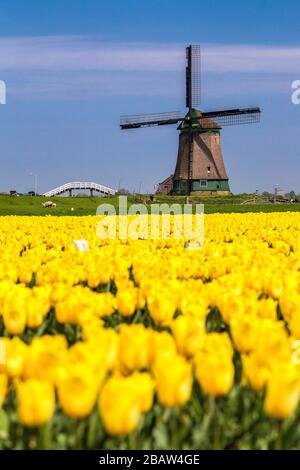 Mulino a vento De Kaagmolen di fronte tulipani multicolore (comune di OPmeer, Olanda del Nord, Paesi Bassi) Foto Stock