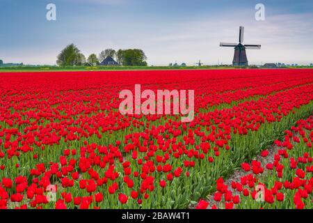 Nuvole scure su campi di tulipani multicolore e mulino a vento. Berkmeer, Koggenland, Olanda del Nord, Paesi Bassi, Europa. Foto Stock