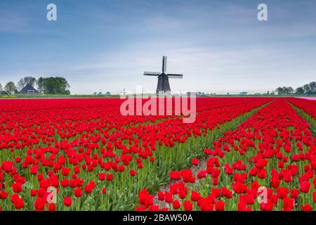 Nuvole scure su campi di tulipani multicolore e mulino a vento. Berkmeer, Koggenland, Olanda del Nord, Paesi Bassi, Europa. Foto Stock