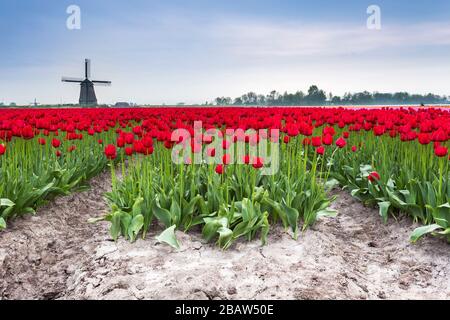 Nuvole scure su campi di tulipani multicolore e mulino a vento. Berkmeer, Koggenland, Olanda del Nord, Paesi Bassi, Europa. Foto Stock