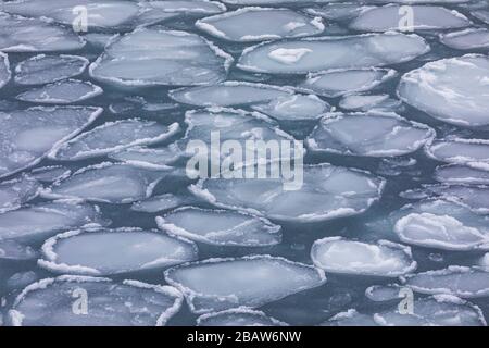 Modelli di ghiaccio frittella sull'acqua salata vicino all'isola di Fogo, Terranova, Canada Foto Stock