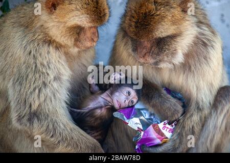 Un paio di scimmie barbari (Macaca sylvanus) e il loro bambino mangiare patatine rubate alla cima della roccia, Gibilterra Foto Stock