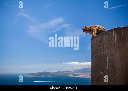 Una scimmia barbaria (Macaca sylvanus) alla cima della roccia, Gibilterra Foto Stock