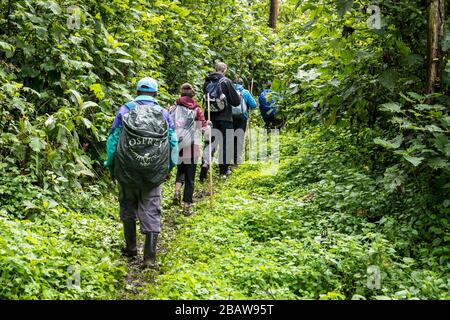 Gorilla (Gorilla beringei beringei) trekking nel Parco Nazionale di Bwindi impenetrabile, Uganda Foto Stock