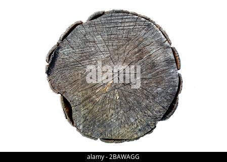 Tronco del vecchio albero visto dall'alto, anelli di albero visibili, isolato su sfondo bianco con tracciato di ritaglio. Foto Stock