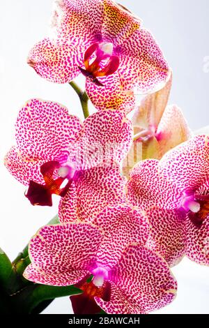 Primo piano di fiori di Orchidea in fiore; Orchidea; una delle due più grandi famiglie di piante da fiore Foto Stock