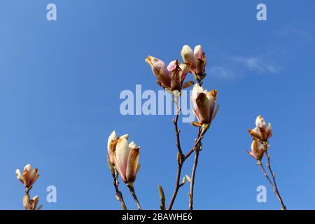 Danno di gelo ad un albero di magnolia Foto Stock