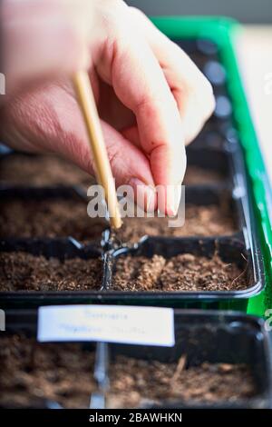 Un seme di pomodoro è tenuto fra le dita ed è pronto per essere caduto nel suolo. Foto Stock