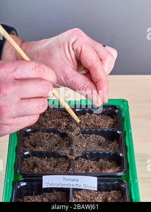 Un seme di pomodoro è tenuto fra le dita ed è pronto per essere caduto nel suolo. Foto Stock