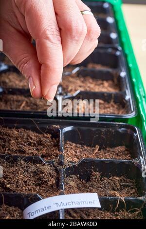 Un seme di pomodoro è tenuto fra le dita ed è pronto per essere caduto nel suolo. Foto Stock