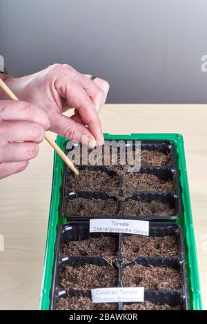 Un seme di pomodoro è tenuto fra le dita ed è pronto per essere caduto nel suolo. Foto Stock