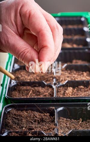 Un seme di pomodoro è tenuto fra le dita ed è pronto per essere caduto nel suolo. Foto Stock