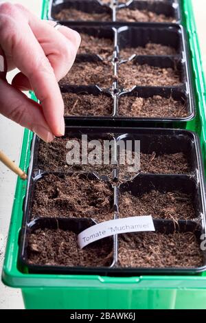 Un seme di pomodoro è tenuto fra le dita ed è pronto per essere caduto nel suolo. Foto Stock