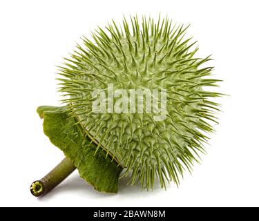 Datura frutta, capsula spinosa con semi, jimsonweed, dope, stramonio, spina-mela, alghe del diavolo, campane dell'inferno, isolato su sfondo bianco Foto Stock