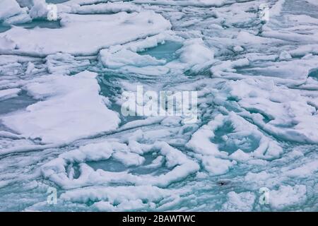 Modelli di ghiaccio frittella sull'acqua salata vicino all'isola di Fogo, Terranova, Canada Foto Stock