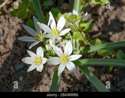 Close-up molti bianco luminoso con fiori di Stella di Betlemme (Ornithogalum) impianto verde con forma a lancia le foglie sono in condizioni di intensa luce solare a molla. Foto Stock