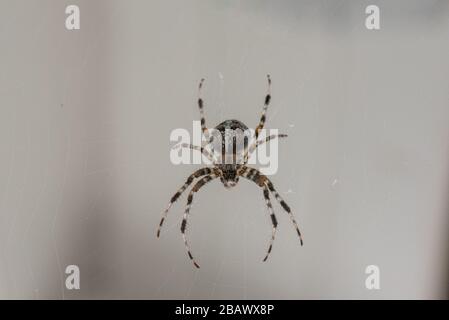 Un Spider con un bellissimo motivo a righe in attesa nel suo Cobweb sul balcone per Prey Foto Stock