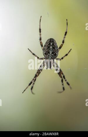 Un Spider con un bellissimo motivo a righe in attesa nel suo Cobweb sul balcone per Prey Foto Stock