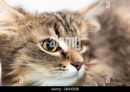 Il muso di un gatto non di razza a strisce con la testa rivolta verso il lato. Foto Stock