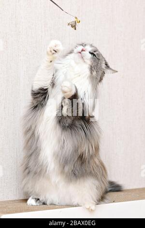 Gatto peloso con un cappotto molto lungo si siede su di esso per il giocattolo, indovinare le gambe e gli sbraccio Foto Stock