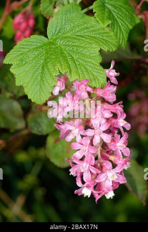 Ribes fiorito - Ribes sanguineum Closeup di fiori Foto Stock