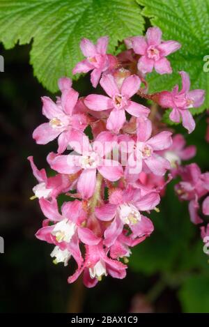 Ribes fiorito - Ribes sanguineum Closeup di fiori Foto Stock