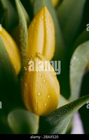 Fiori di tulipano giallo in fiore con gocce d'acqua si chiudono ancora su uno sfondo nero su una decorazione funeraria dei fiori Foto Stock