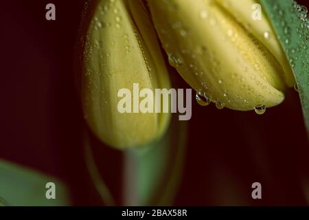 Fiori di tulipano giallo in fiore con gocce d'acqua si chiudono ancora su uno sfondo nero su una decorazione funeraria dei fiori Foto Stock