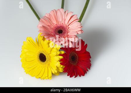 Bouquet di gerberi isolato su sfondo bianco da vicino. Foto Stock