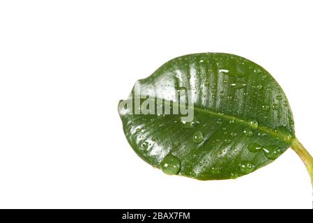 Giovane Ficus o pianta di gomma con gocce d'acqua, isolato su bianco vicino - su. Foto Stock